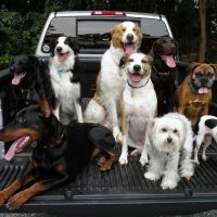 Sea Girt Animal Hospital ico