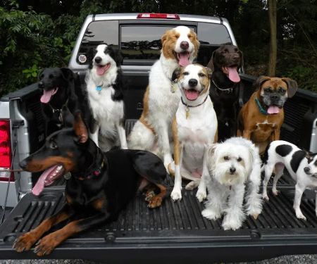 Sea Girt Animal Hospital