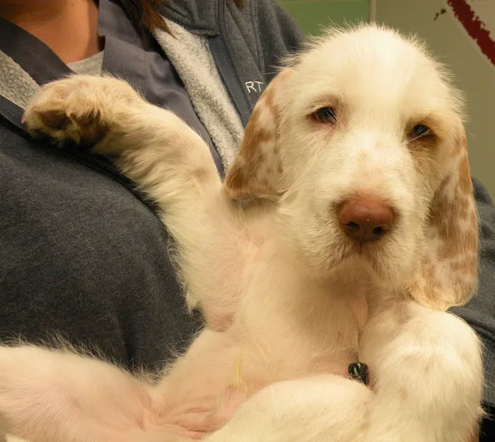 Sea Girt Animal Hospital Picture 4