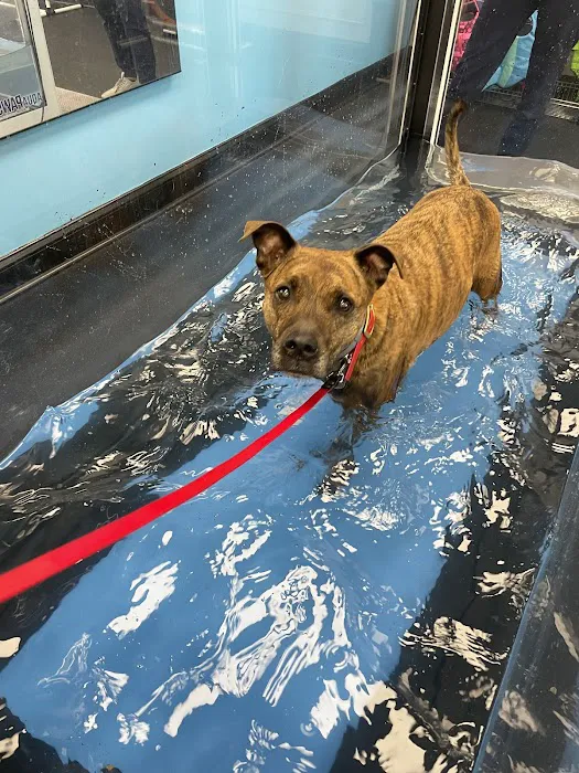 The Doggy Gym Picture 8