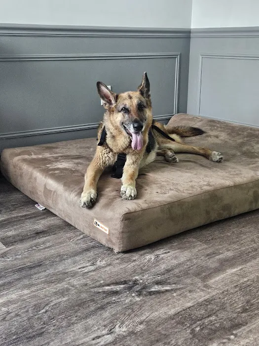 The Doggy Gym Picture 10