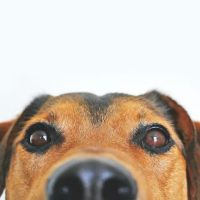 Pet Paradiso ico