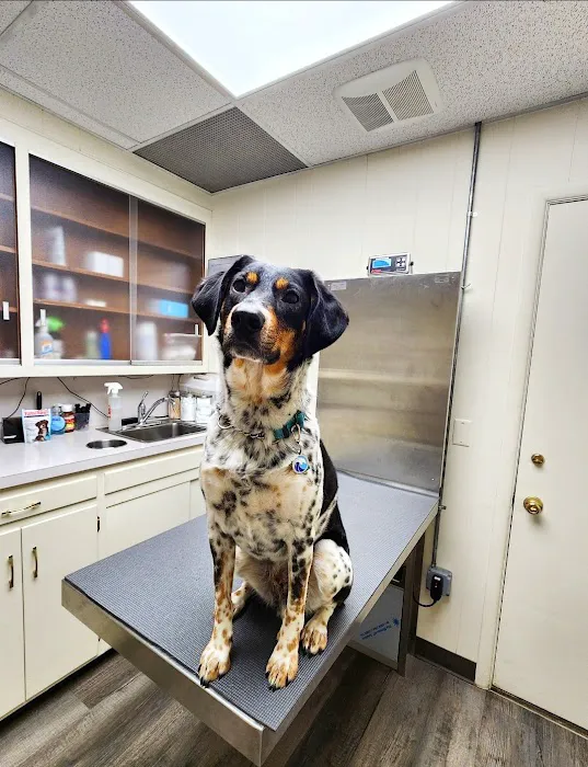 Brielle Animal Clinic Picture 1