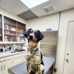 Brielle Animal Clinic