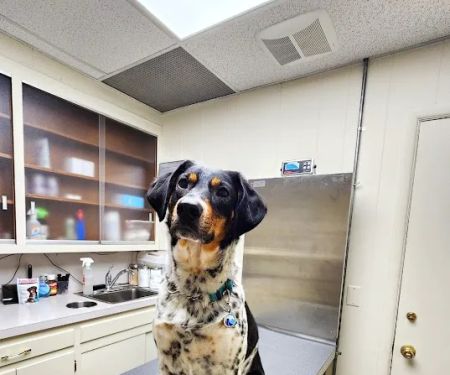 Brielle Animal Clinic