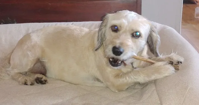 Brielle Animal Clinic Picture 9