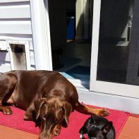 Belmar Wall Animal Hospital ico