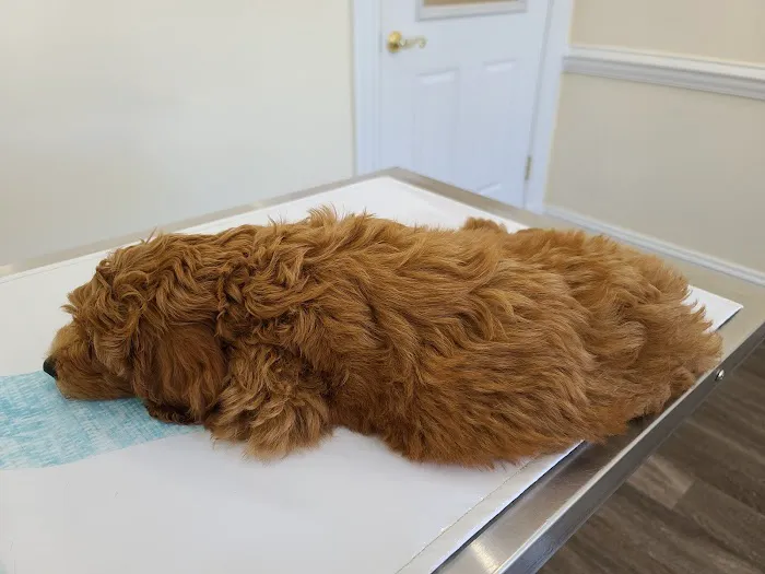 Atlantic Veterinary Hospital Picture 5