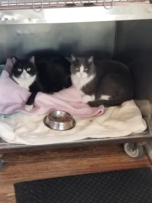 Beach Animal Hospital and Specialty Services Picture 1