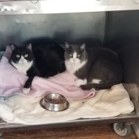 Beach Animal Hospital and Specialty Services ico