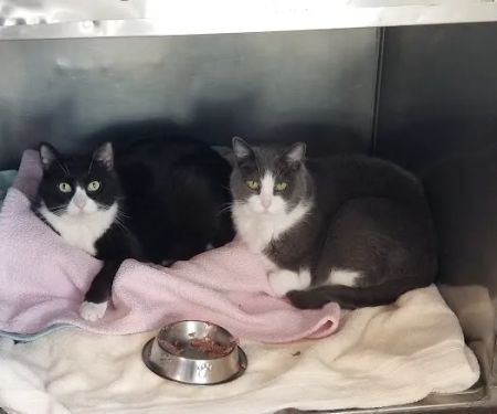Beach Animal Hospital and Specialty Services