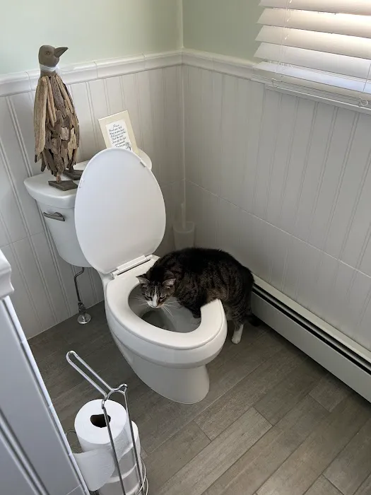 Beach Animal Hospital and Specialty Services Picture 3