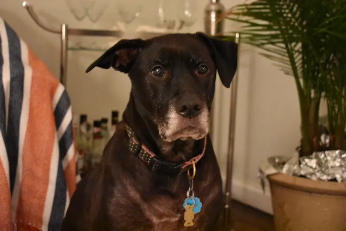 Beach Animal Hospital and Specialty Services Picture 7