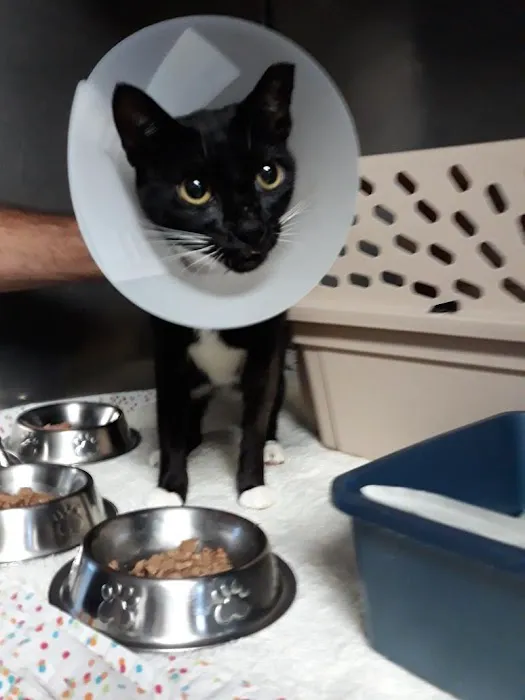 Beach Animal Hospital and Specialty Services Picture 9
