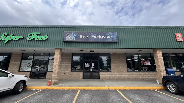 Reef Exclusive Picture 2