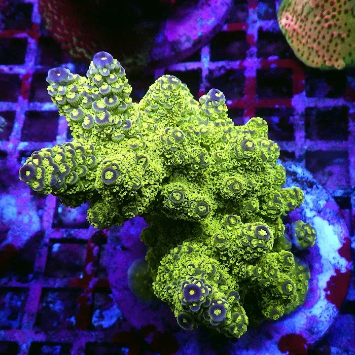Reef Exclusive Picture 4