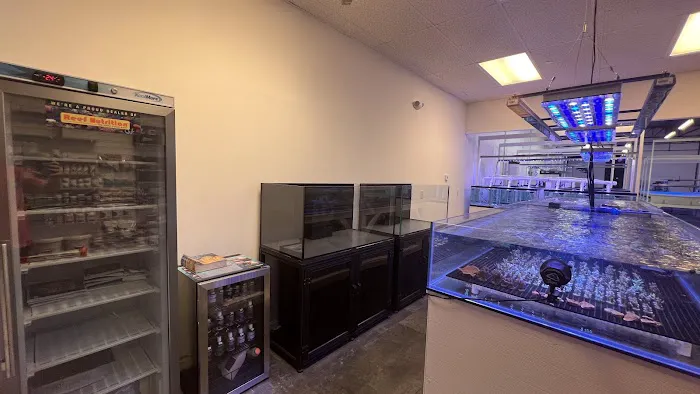 Reef Exclusive Picture 6
