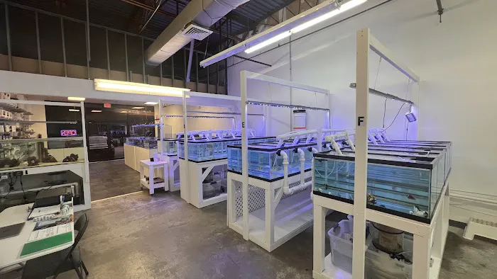 Reef Exclusive Picture 5