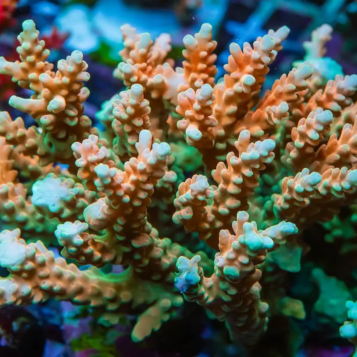 Reef Exclusive Picture 8