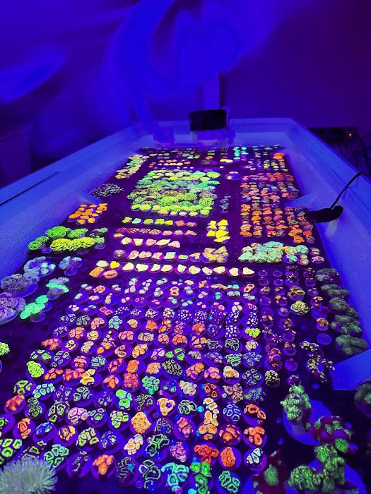 Reef Exclusive Picture 10