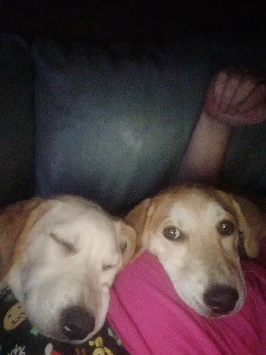 All Paws Veterinary Hospital Picture 1