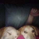 All Paws Veterinary Hospital