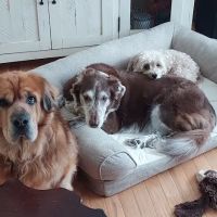 Point Pleasant Veterinary Hospital ico