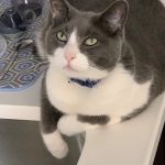 Banfield Pet Hospital