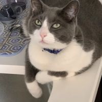 Banfield Pet Hospital ico