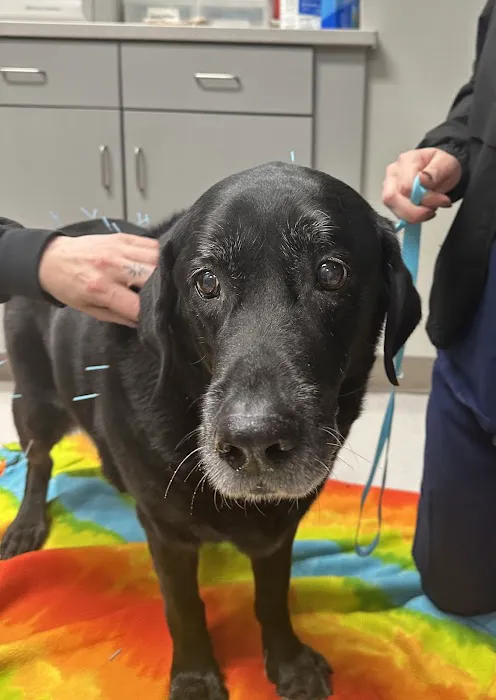 Shrewsbury Animal Hospital Picture 6