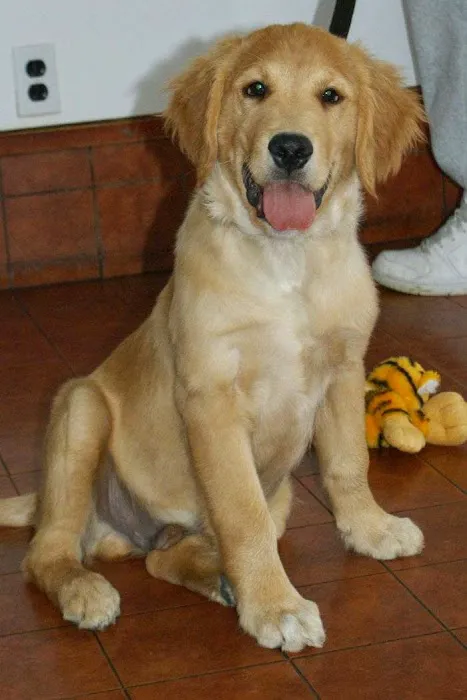 Shrewsbury Animal Hospital Picture 8