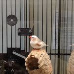 Petco