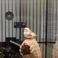 Petco ico