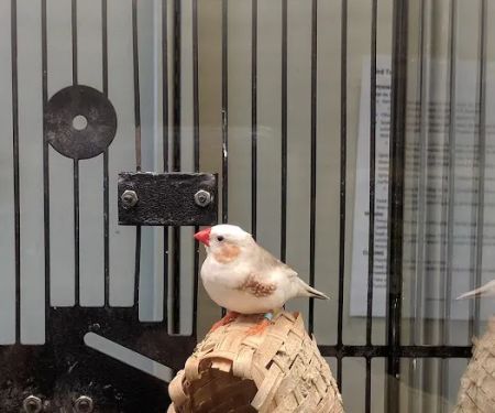 Petco