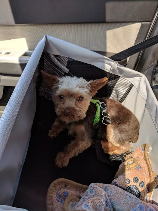 Pedziks Pets Picture 2