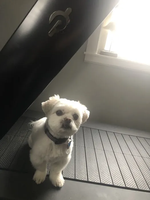 Pedziks Pets Picture 1