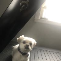 Pedziks Pets ico