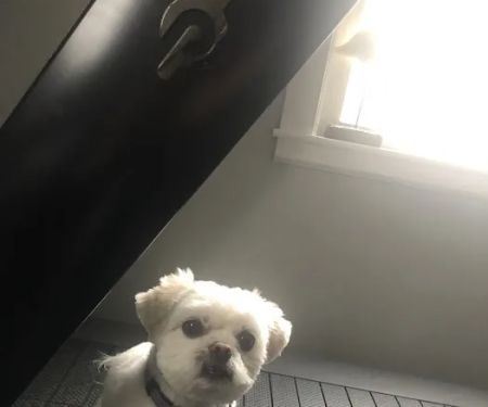 Pedziks Pets
