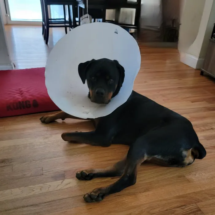 Garden State Veterinary Specialists Eatontown Picture 10