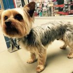 Petco