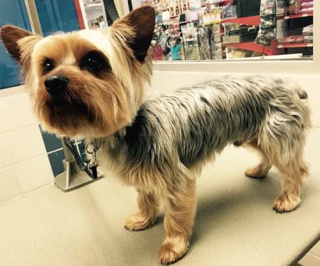 Petco