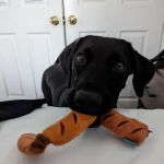 Neptune Animal Hospital