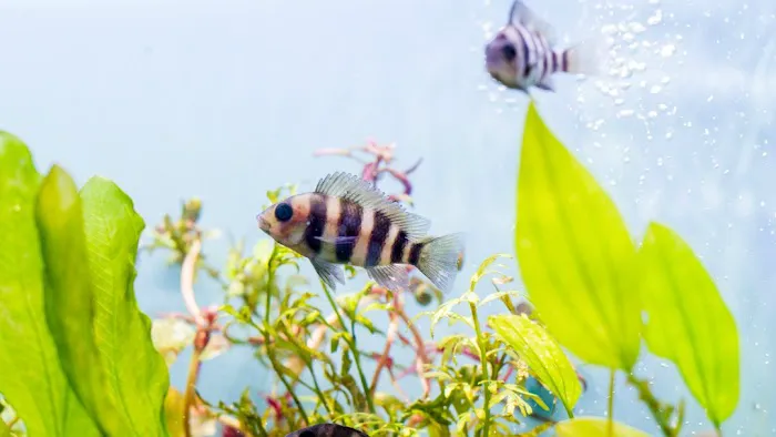 Beltway Aquarium Picture 2