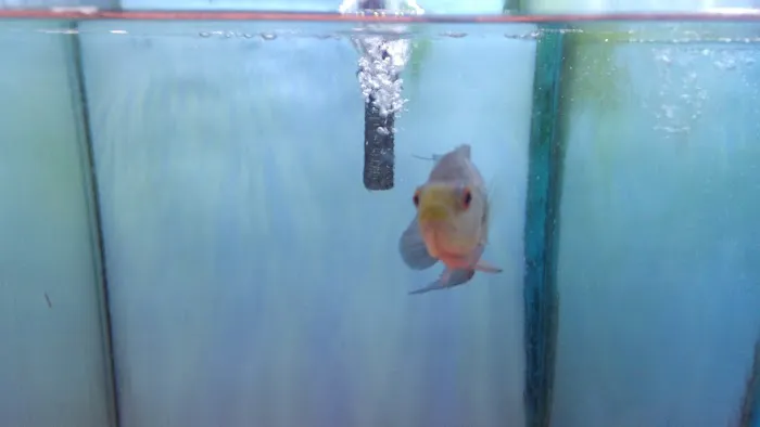 Beltway Aquarium Picture 8