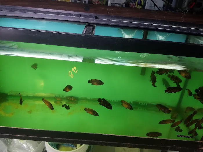 Beltway Aquarium Picture 6