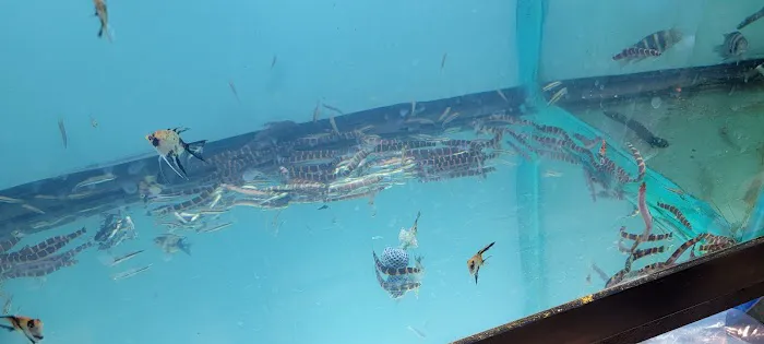 Beltway Aquarium Picture 7