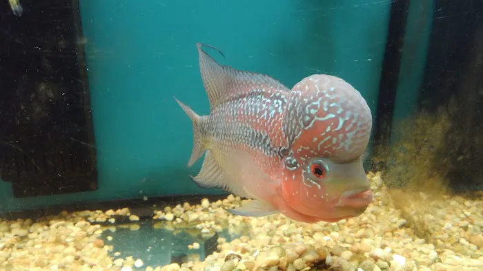 Beltway Aquarium Picture 4
