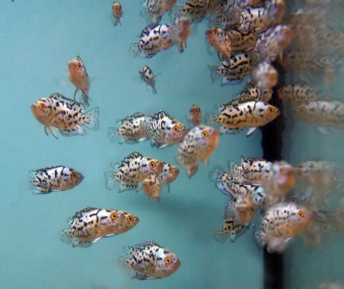 Beltway Aquarium Picture 5