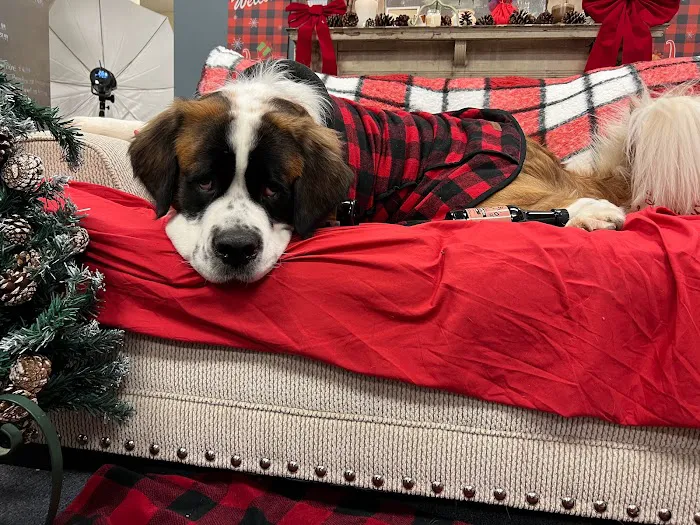 Pampered Pet Boutique and Barkery Picture 6