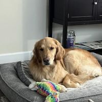 Oakhurst Veterinary Hospital ico